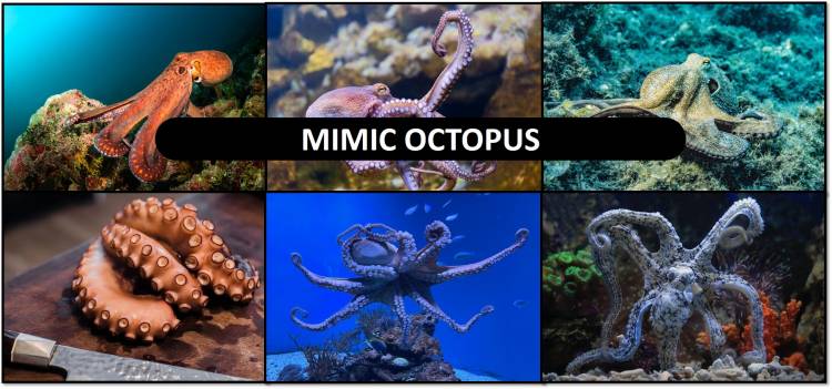 Octopus: mimic octopus