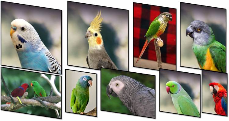 16 Most Beautiful Pet Parrots in the World: Detailed Information