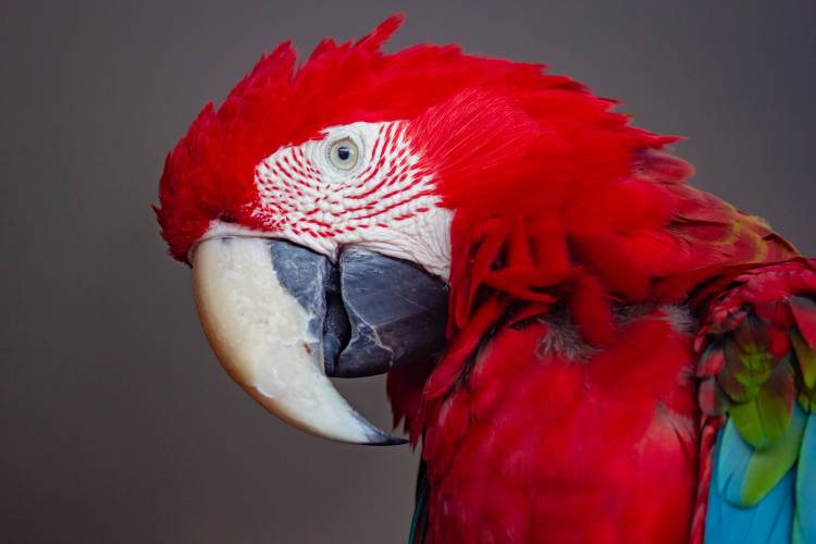 Red Macaws Parrot: Detailed information 