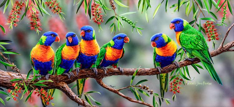 Rainbow Lorikeets Parrots detailed information.
