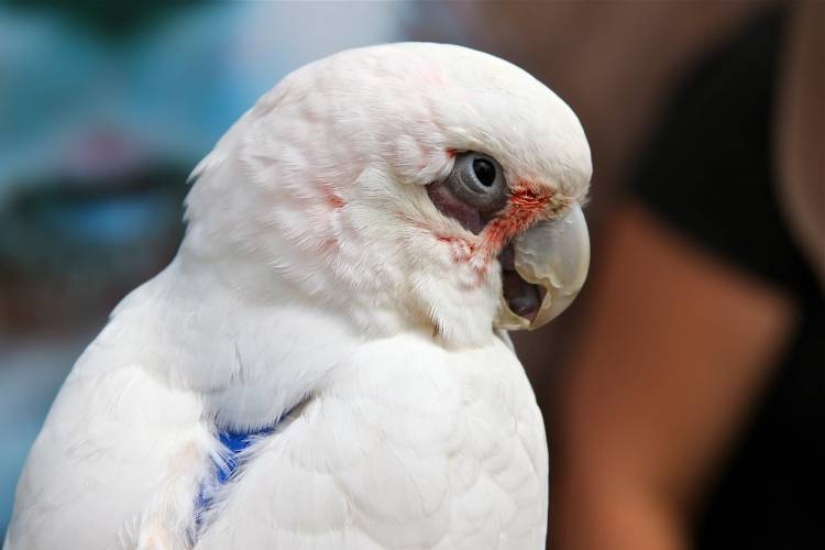 Goffin's Cockatoo Parrot: Detailed Information