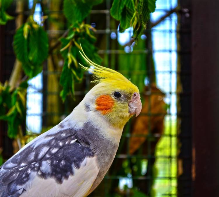 Cockatiel Parrots: Detailed Information