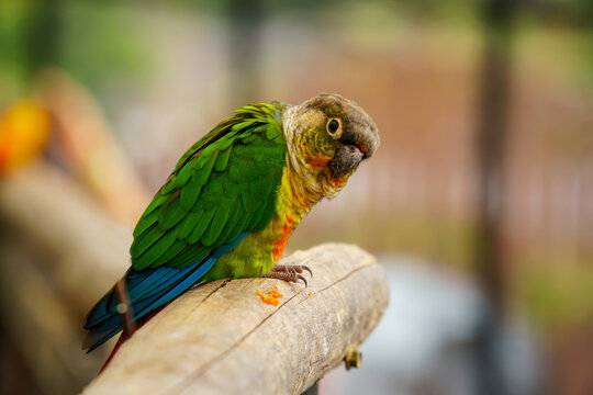 Green-Cheeked Conure parrot: popular pet