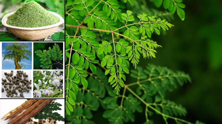 What are the side effects of taking moringa leaf powder? By Nutrition Professionals