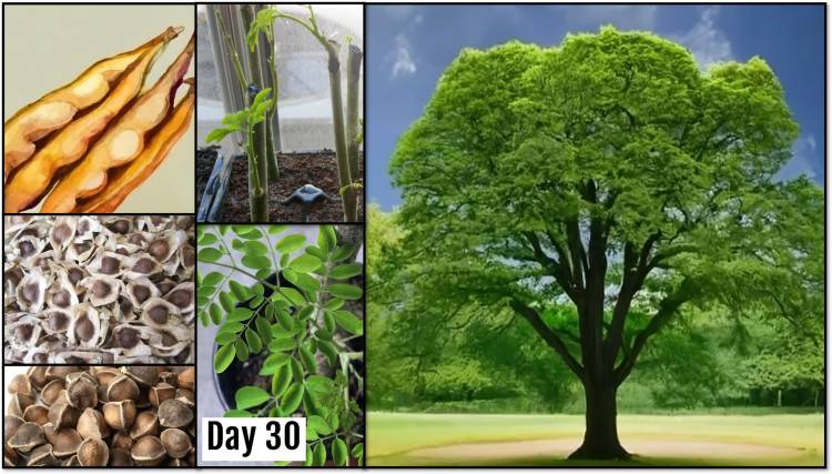 Moringa Tree: Moringa Power