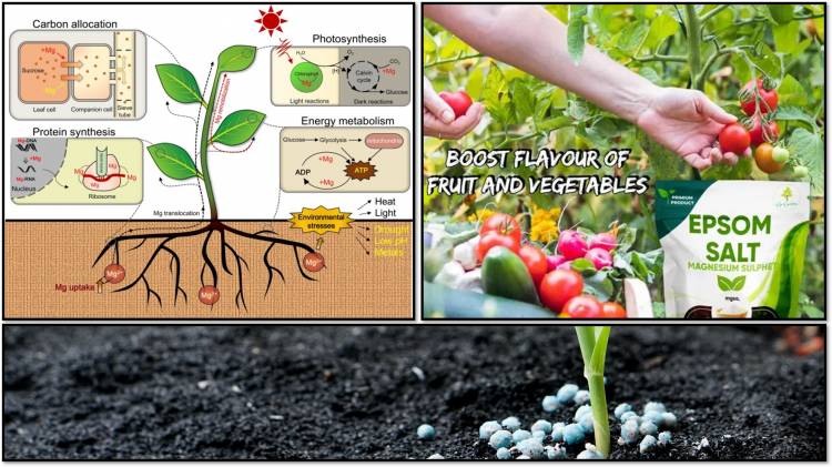 Magnesium Sulfate (Sulphate) Important for Plant Growth