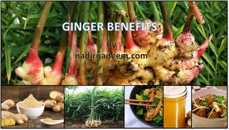 TOP 5 BENEFITS OF GINGER: is Ginger Good or Bad for Health?