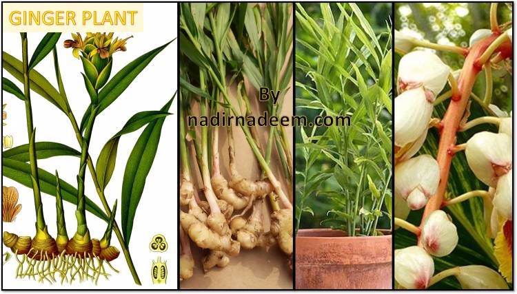 Ginger Plant: Planting Method and Care