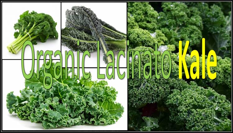 Organic Lacinato Kale