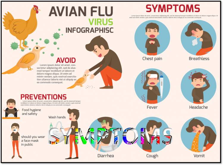 Bird Flu Symptoms