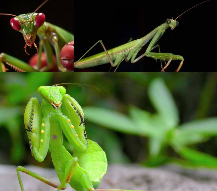 Nature fight Big Praying Mentis: What does Mantis mean