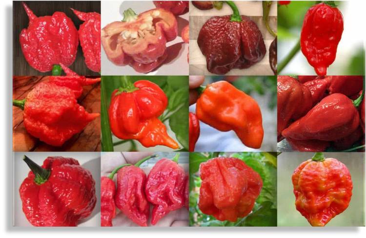 Top 10 Hottest chilies in the world