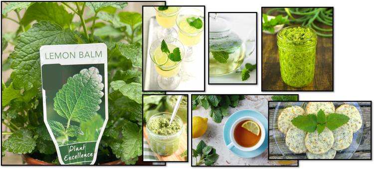 Lemon Balm Recipes: and benefits 