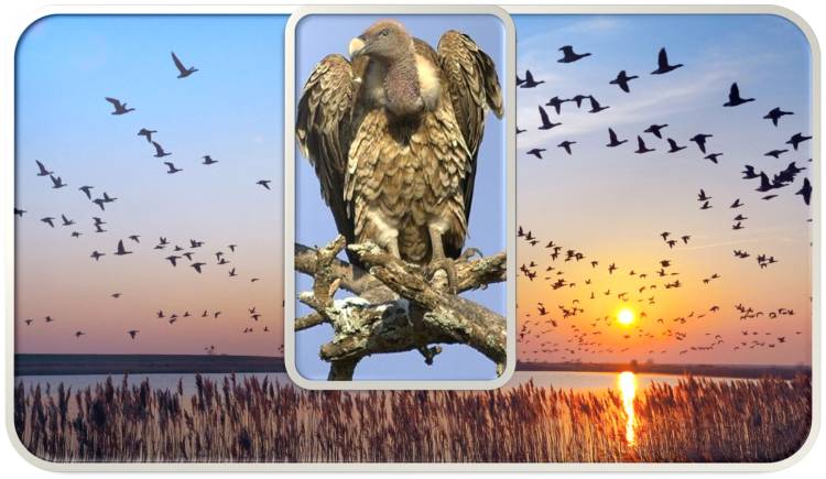 Why do birds migrate : How do migratory birds know where to go
