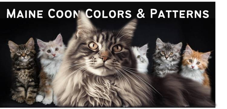 Maine Coon Cat Breeder and Maine coon cat cost |Maine Coon Cat