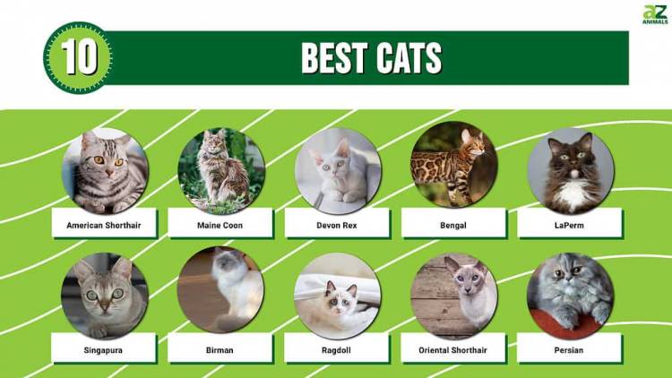 Top 10 cats in world