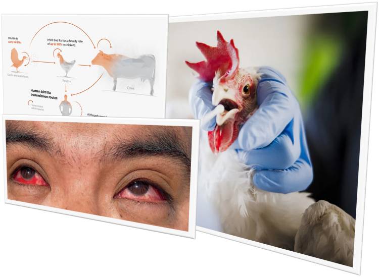 Bird Flu in Bird and Human: Treatment