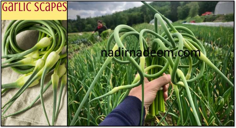 What to Do with Garlic Cloves (scapes)