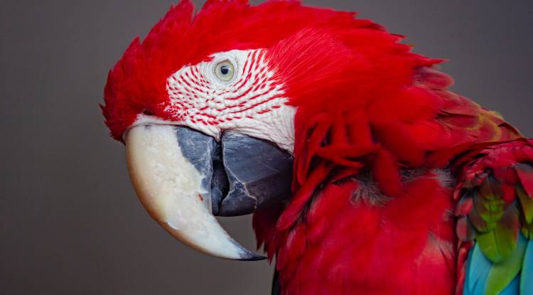 Red Macaws Parrot: Detailed information 
