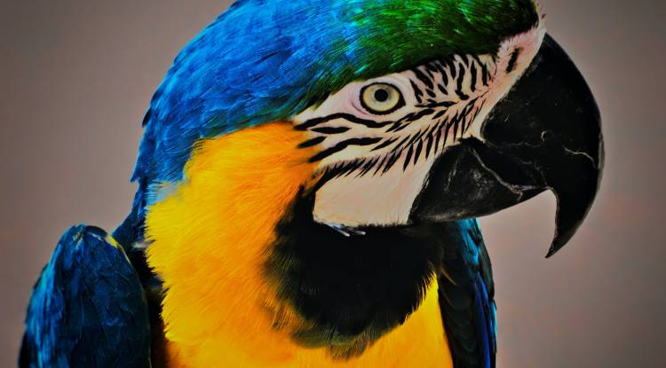 Blue and Gold Macaws: detailed information
