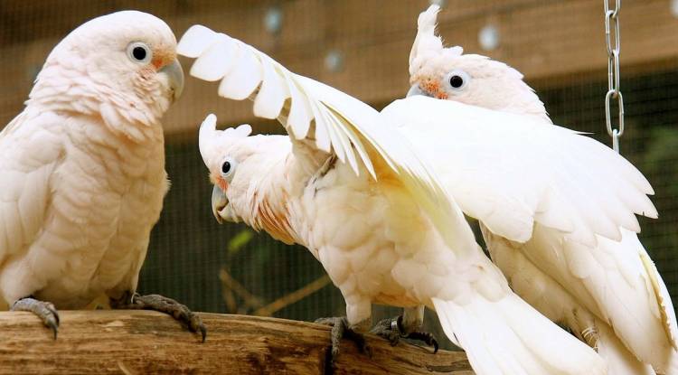 Goffin's Cockatoo Parrot: Detailed Information