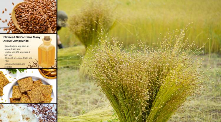 Flax (Linum Usitatissimum) Benefits for Heath by Nadir Nadeem