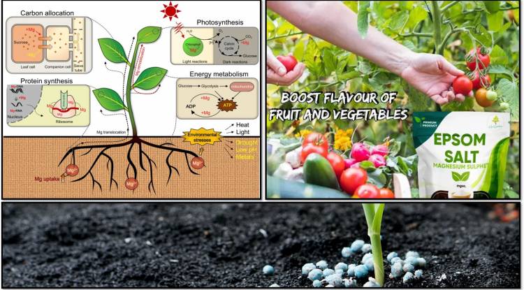 Magnesium Sulfate (Sulphate) Important for Plant Growth