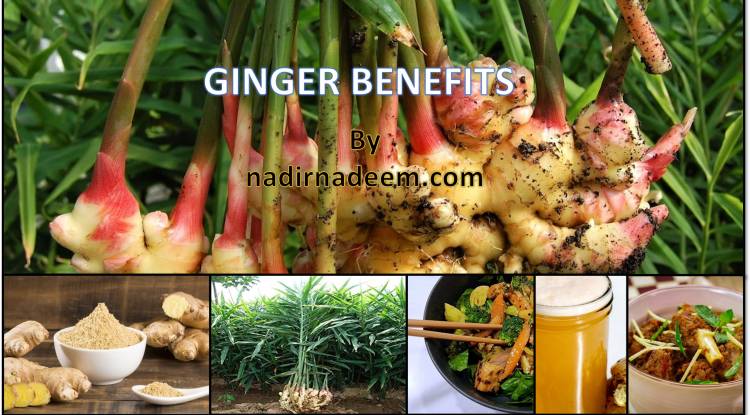 TOP 5 BENEFITS OF GINGER: is Ginger Good or Bad for Health?