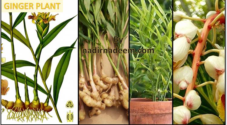 Ginger Plant: Planting Method and Care