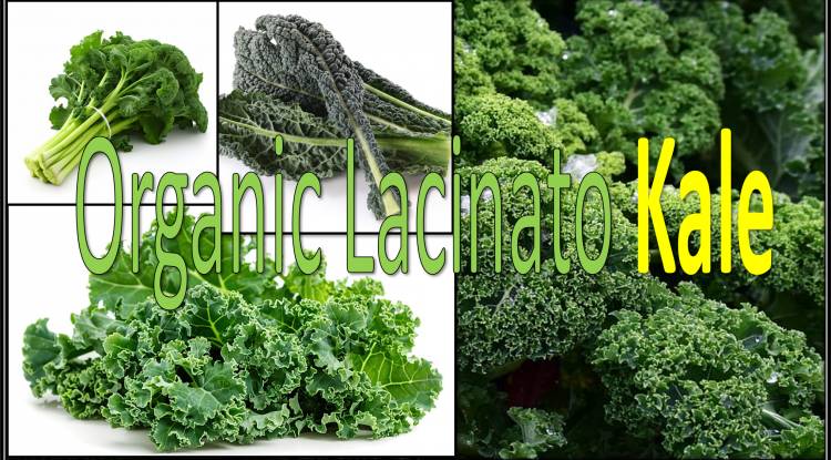 Organic Lacinato Kale