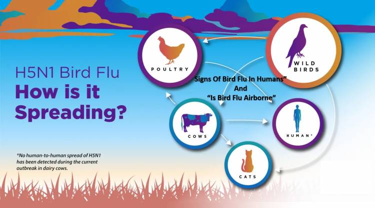 Signs Of Bird Flu In Humans” and “Is Bird Flu Airborne”