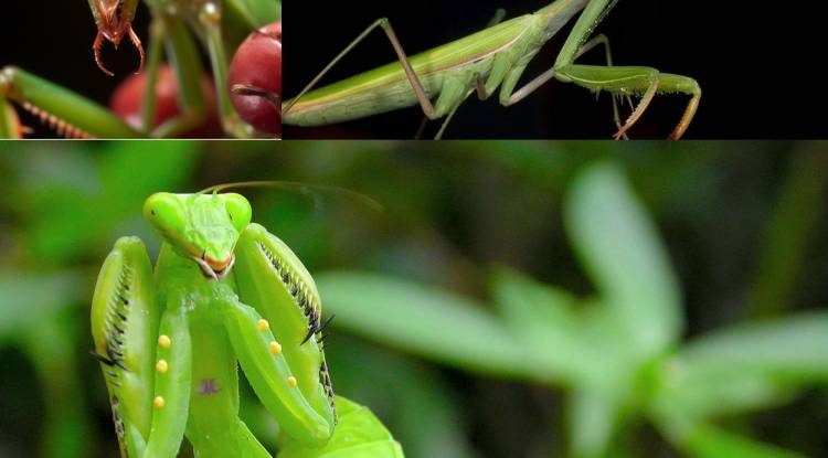 Nature fight Big Praying Mentis: What does Mantis mean