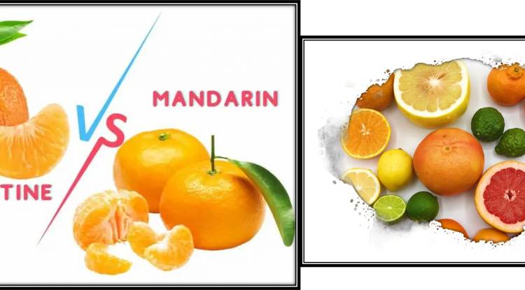 What is the difference between mandarins and Clementines?