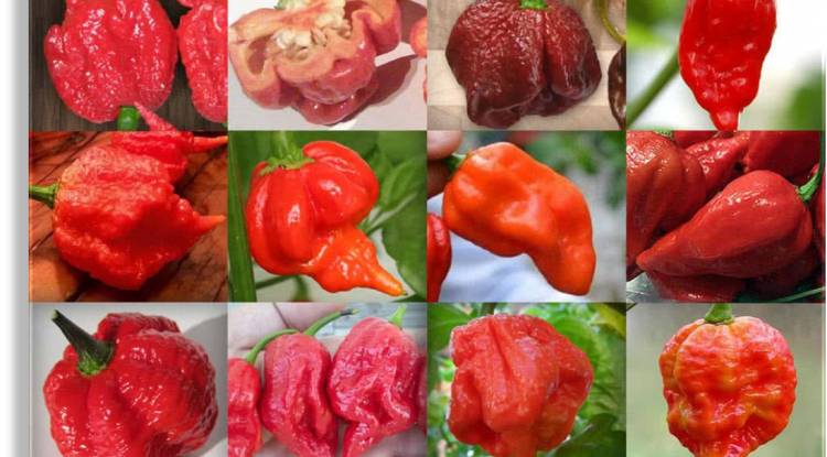 Top 10 Hottest chilies in the world