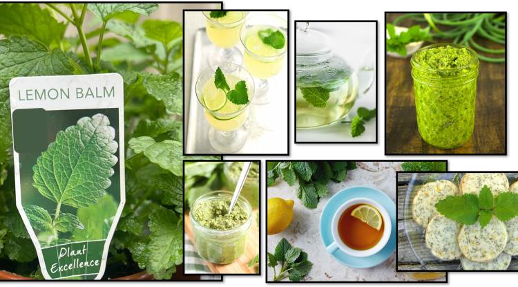 Lemon Balm Recipes: and benefits 