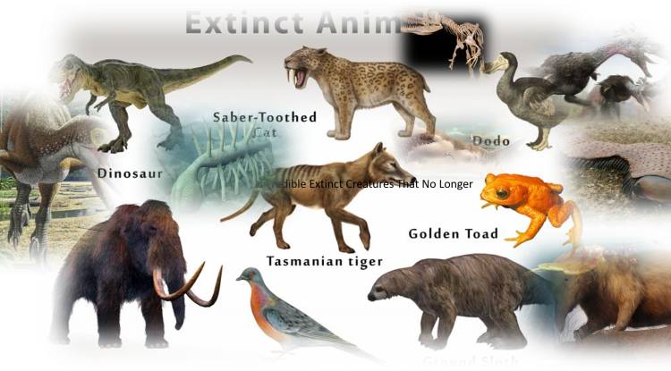  Incredible Extinct Creatures That No Longer