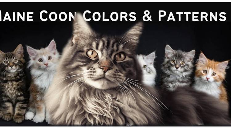 Maine Coon Cat Breeder and Maine coon cat cost |Maine Coon Cat