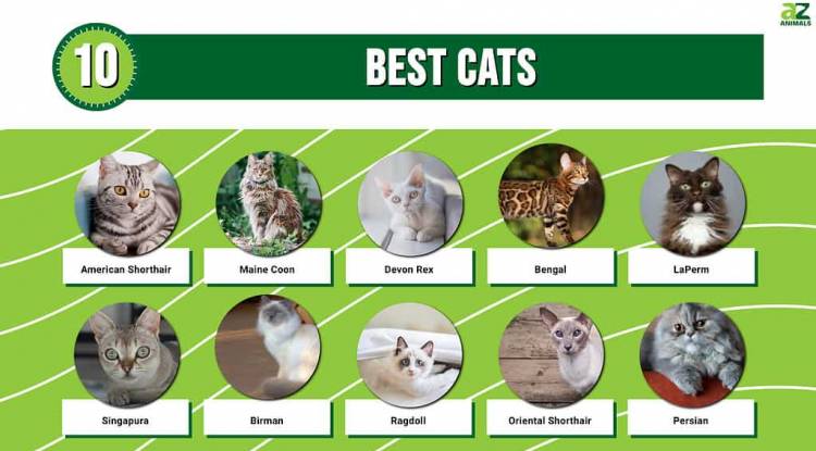 Top 10 cats in world