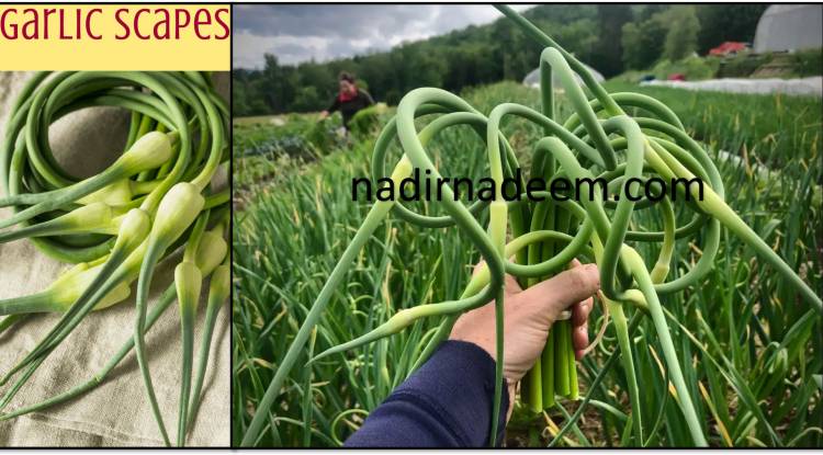What to Do with Garlic Cloves (scapes)