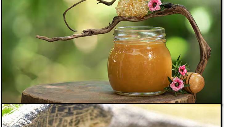 Kanuka Honey and Comparison with Manuka & Clover Honey