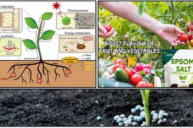 Magnesium Sulfate (Sulphate) Important for Plant Growth