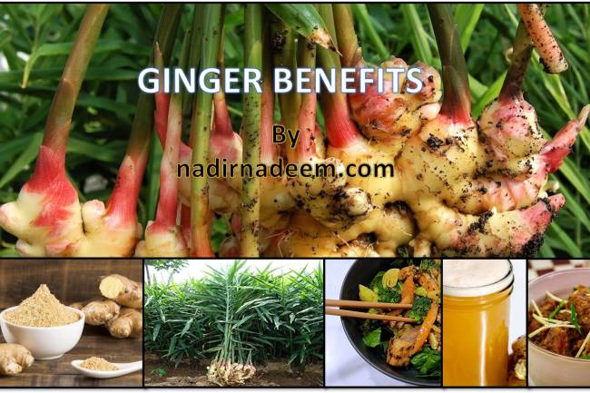 TOP 5 BENEFITS OF GINGER: is Ginger Good or Bad for Health?