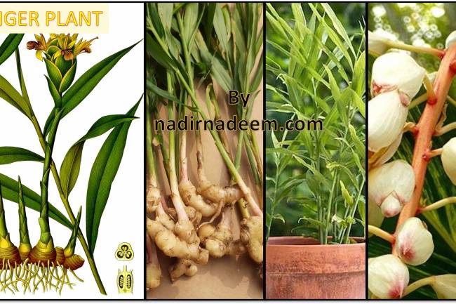 Ginger Plant: Planting Method and Care