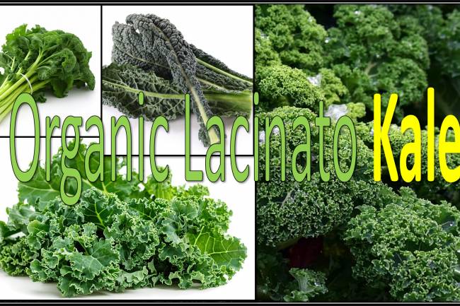 Organic Lacinato Kale