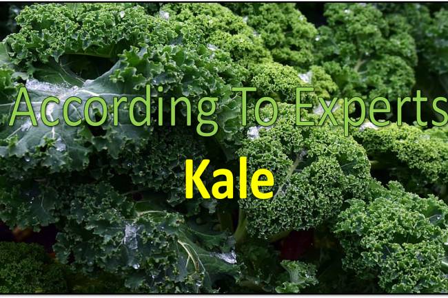 Kale is the Healthiest Vegetable in The World, According to Experts