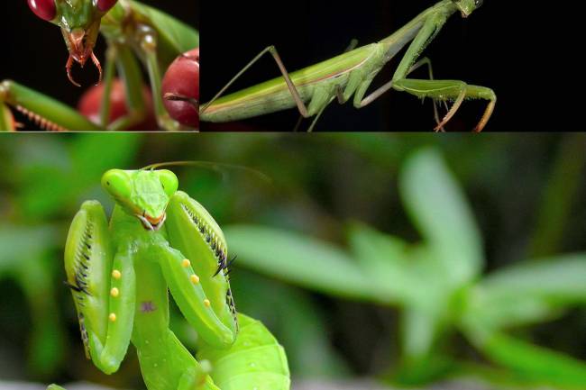 Nature fight Big Praying Mentis: What does Mantis mean