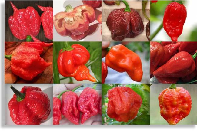 Top 10 Hottest chilies in the world