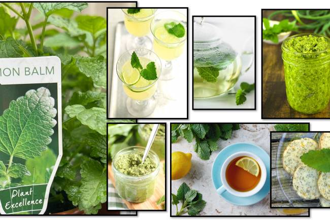 Lemon Balm Recipes: and benefits 