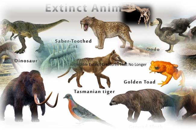  Incredible Extinct Creatures That No Longer