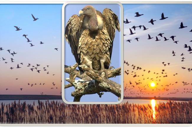 Why do birds migrate : How do migratory birds know where to go